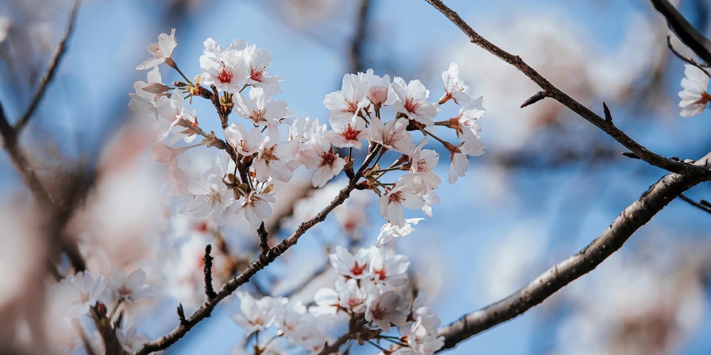 Préserver la beauté : notre engagement pour le bosquet de la Reine, dans les jardins du château de Versailles