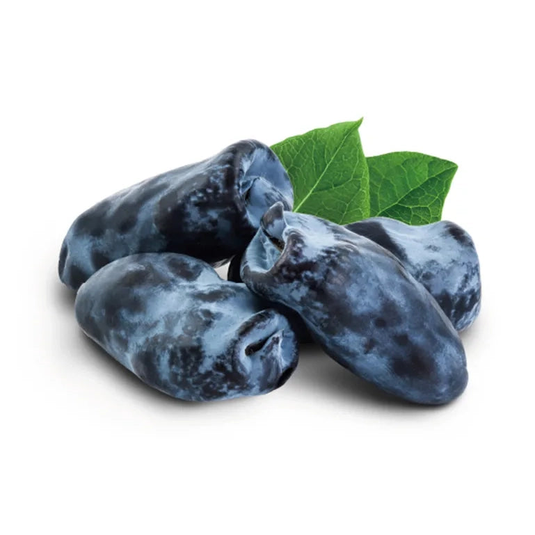 SEKKISEI Blue Crème