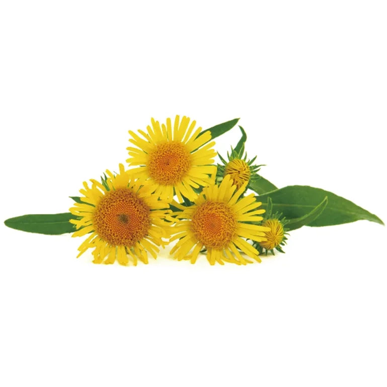 SEKKISEI Blue Crème