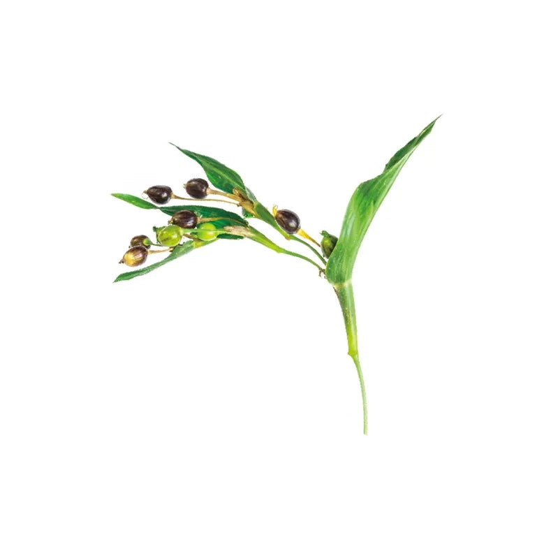 SEKKISEI Blue Crème