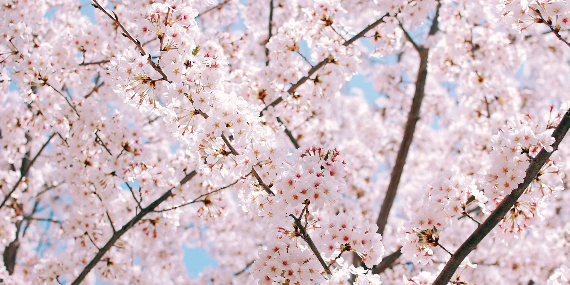 À la recherche de textures légères et rafraîchissantes pour le printemps, quelle routine choisir?