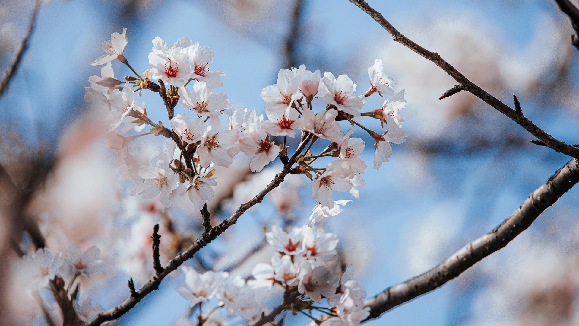 Préserver la beauté : notre engagement pour le bosquet de la Reine, dans les jardins du château de Versailles